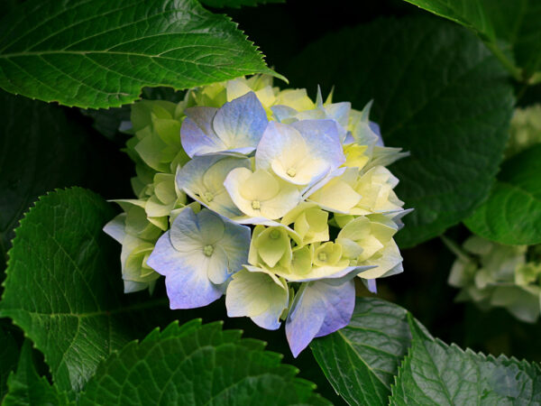 Aa
