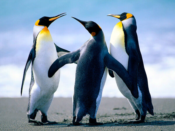 Testing New Addd - Image 5