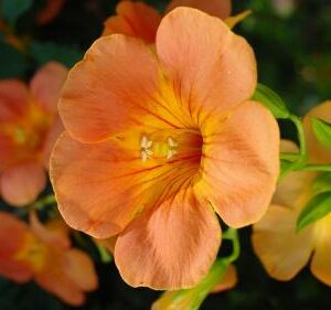Flora