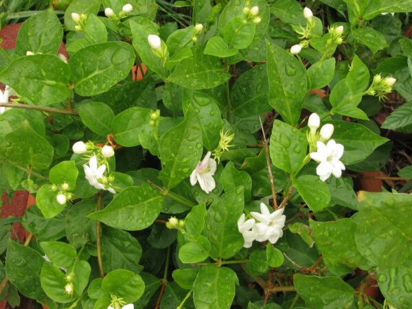 Adaspillai